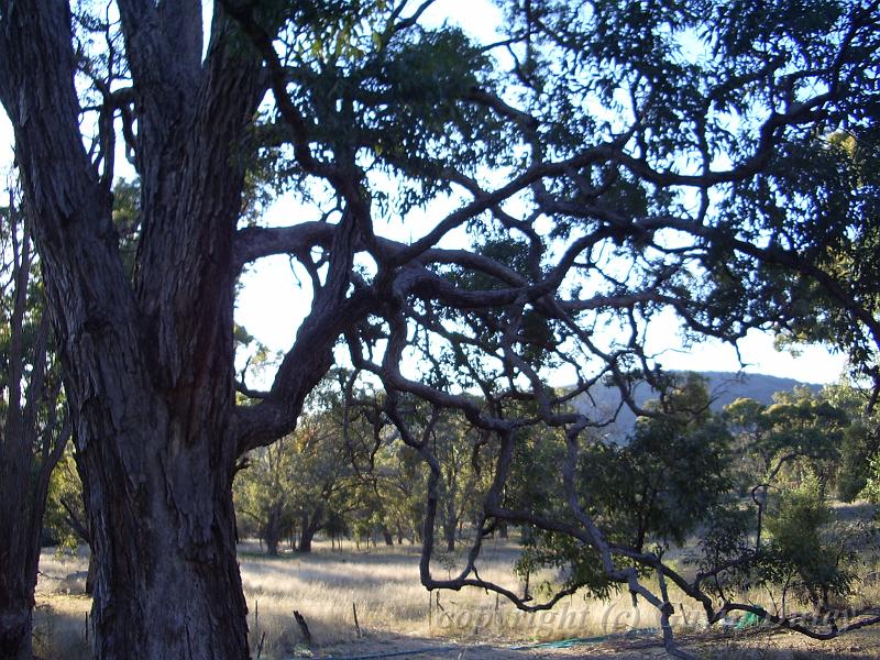 Eucalypt, Yarrowyck IMGP9803.JPG